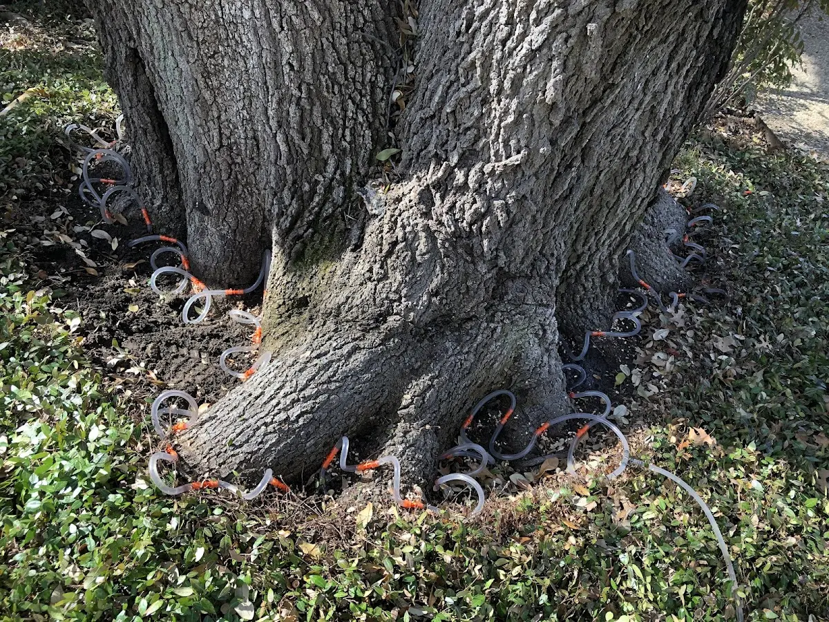 Detailed Tree Cabling and Bracing job site in Fogelsville