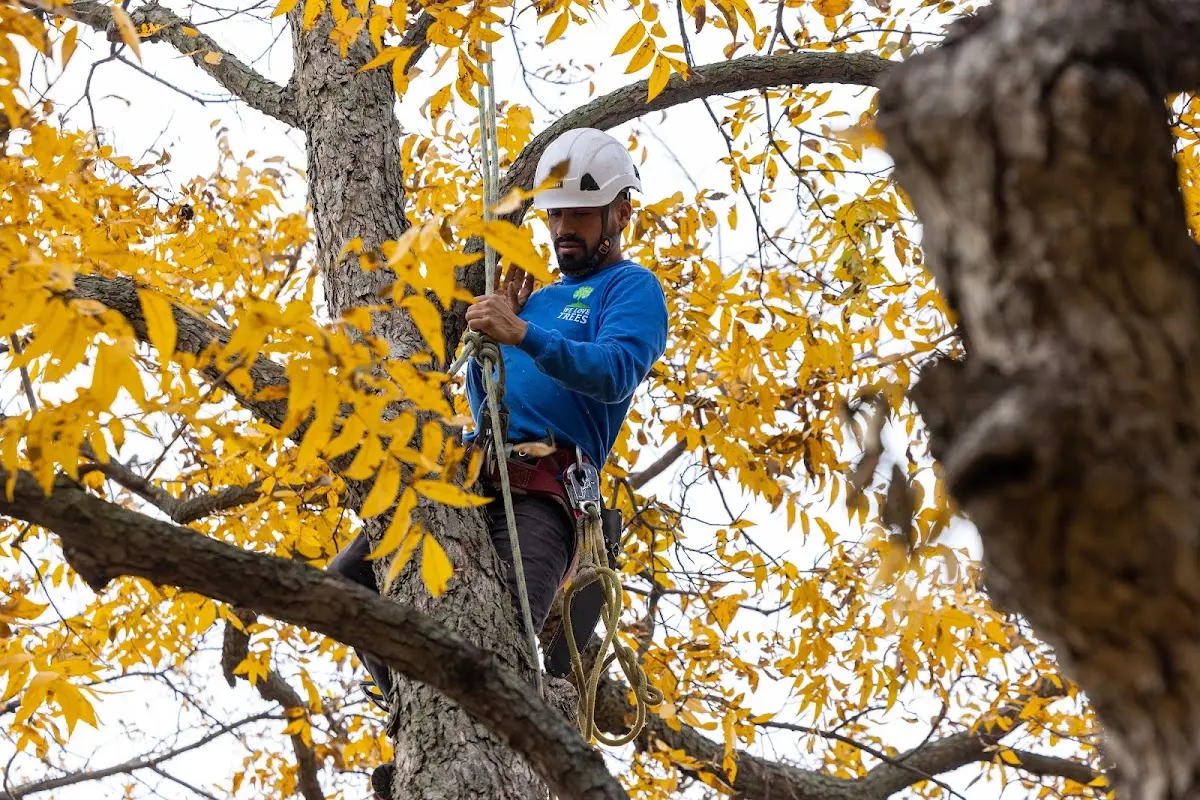 Skilled Tree Planing crew working in Fogelsville